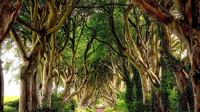 Ireland, landscape