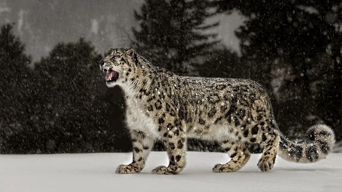 nature, snow leopards, snow, big cats, leopard animal, animals