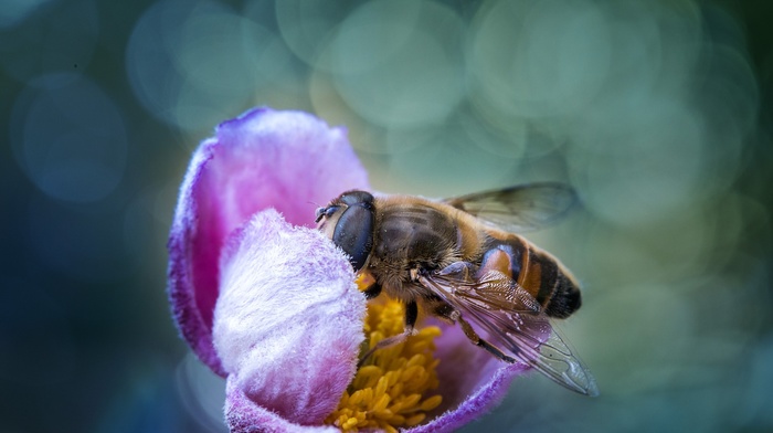 macro, flowers, bees