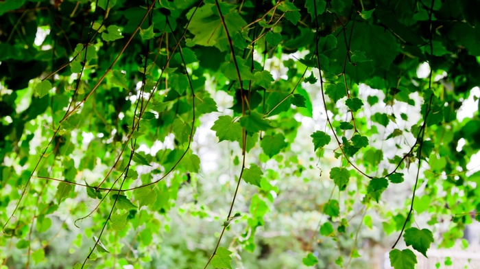 depth of field, nature, vines, plants, leaves, photography