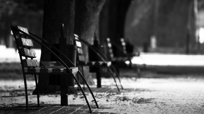 winter, trees, park, photography, bench, monochrome, depth of field
