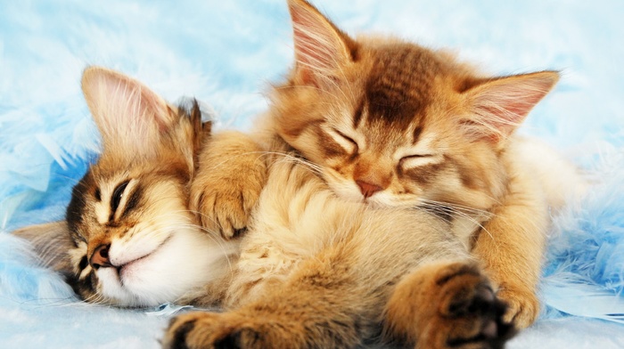 sleeping, kittens, cat, animals