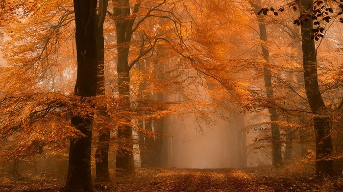 fall, path, trees, leaves, mist, daylight, forest, landscape, amber, nature, morning, atmosphere