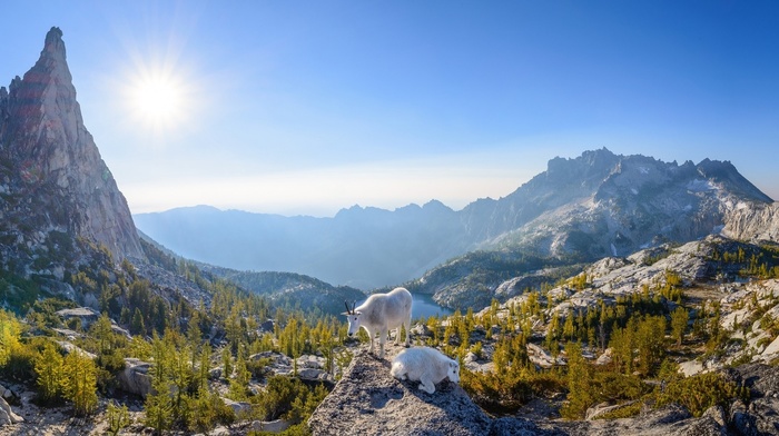 nature, Sun, goats, mountains, panoramas, trees, lake, landscape, Washington state