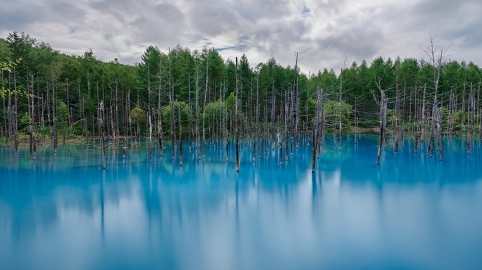 nature, forest, reflection, lake, landscape