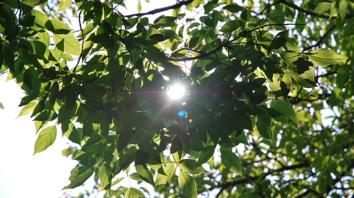 plants, nature, leaves, sunlight, branch, photography