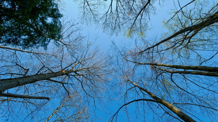 sky, trees, nature, branch, photography