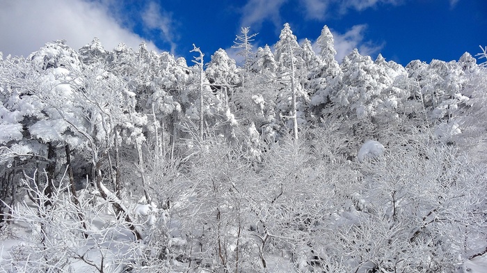 trees, winter, landscape, snow