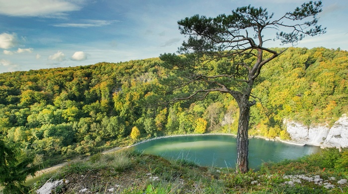 trees, lake, nature, landscape, water