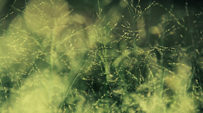 depth of field, photography, grass, plants, nature