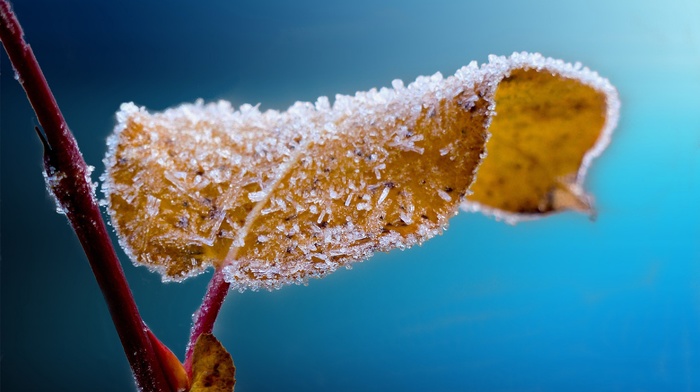 frost, macro, ice, leaves