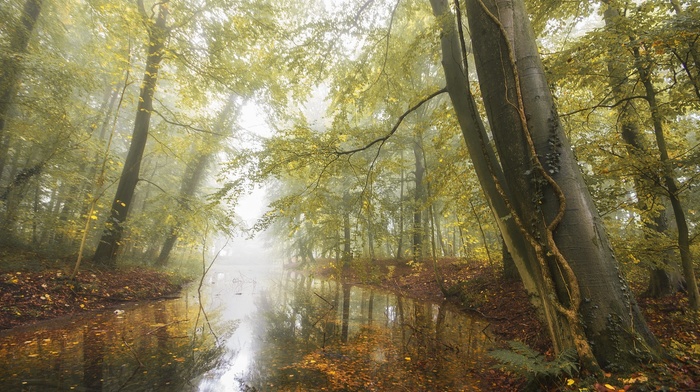 trees, nature, landscape, daylight, fall, forest, leaves, morning, pond, Germany, mist
