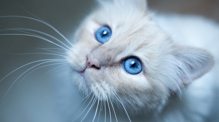 blue eyes, blurred, whiskers, cat