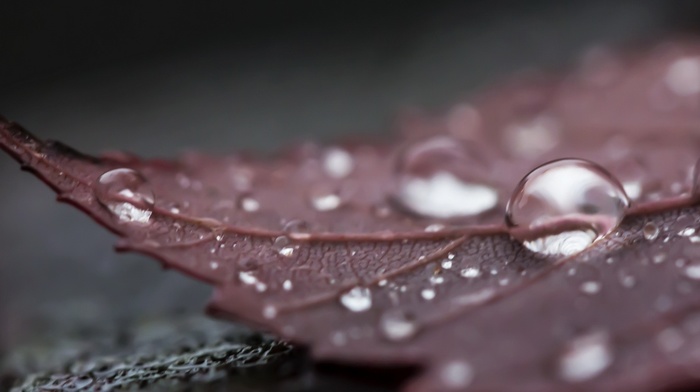 leaves, water drops, macro