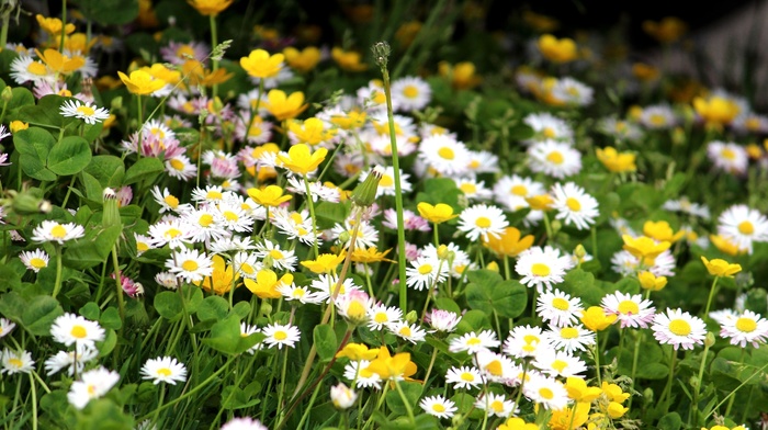 nature, plants, flowers