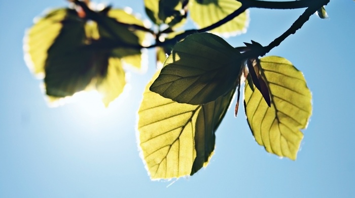 photography, leaves, sunlight, plants, nature, branch