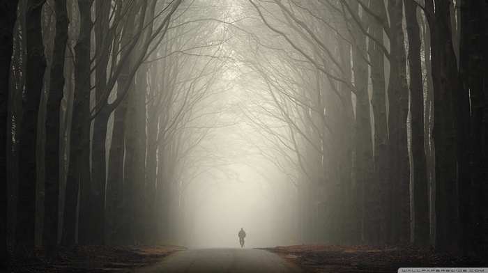 forest, bicycle, mist, trees