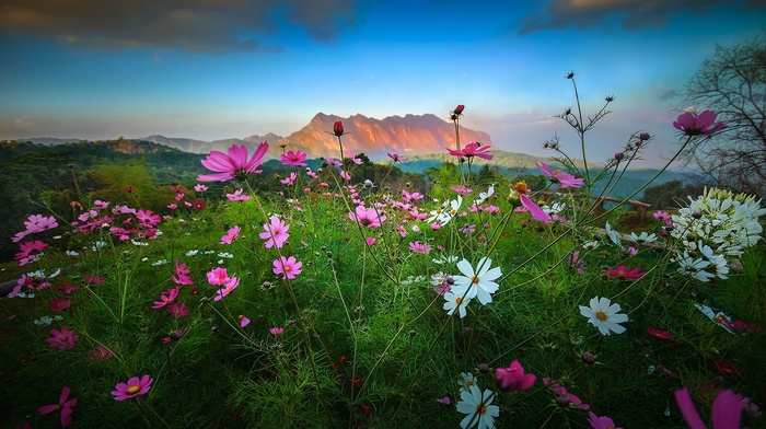 Cosmos flower, mountains, landscape, spring, nature, flowers, clouds, shrubs, sunset, Thailand