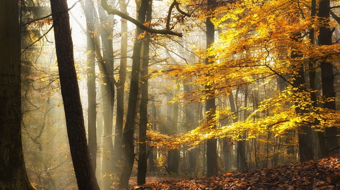 forest, sunlight, landscape, fall, leaves, mist, trees, nature, yellow