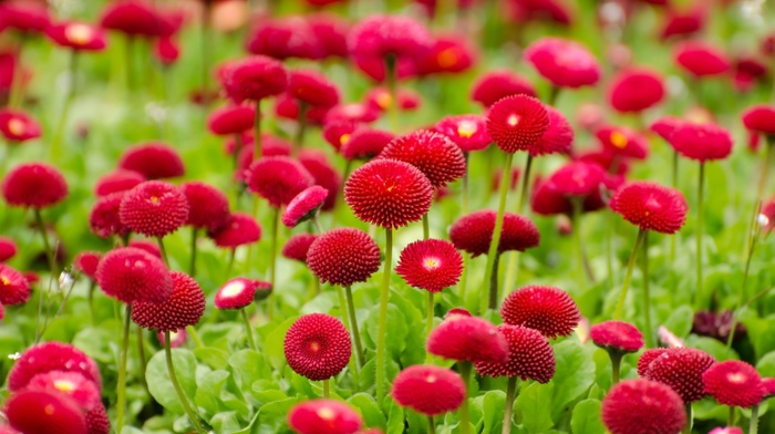 plants, nature, flowers