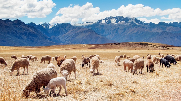 Peru, mountains, landscape, nature, sheep, animals