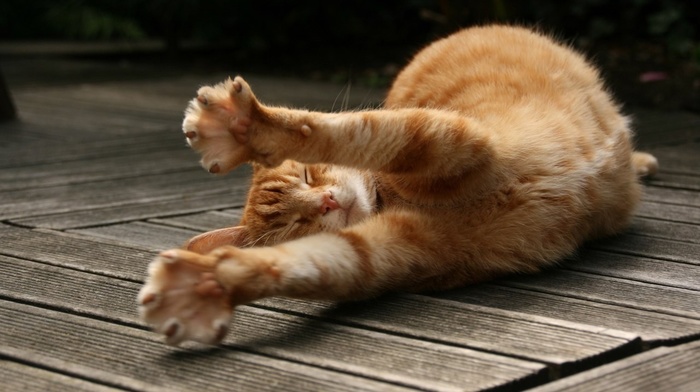 wooden surface, cat, animals, stretching