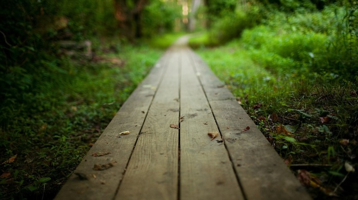 planks, depth of field, nature