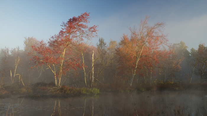 landscape, nature, trees