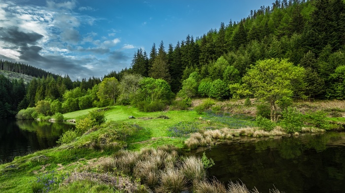 trees, nature, landscape