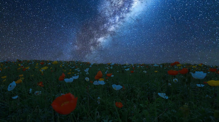 nature, night, flowers, universe