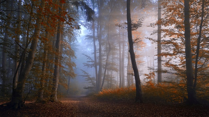 atmosphere, nature, path, fall, forest, trees, sunlight, landscape, mist, morning