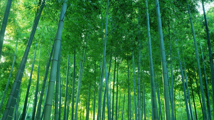 nature, bamboo, photography, trees, forest
