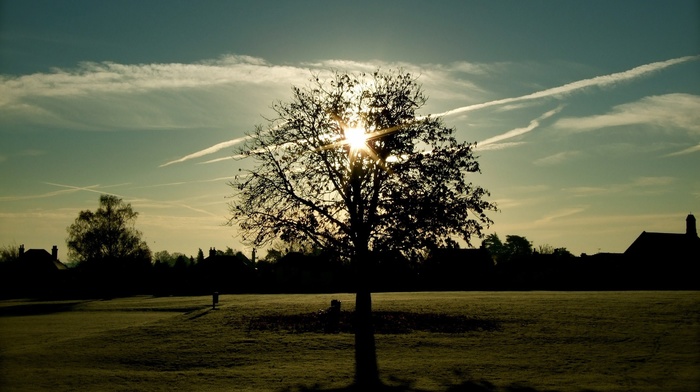 trees, grass, sunlight, photography