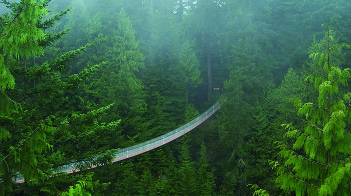 bridge, forest, trees