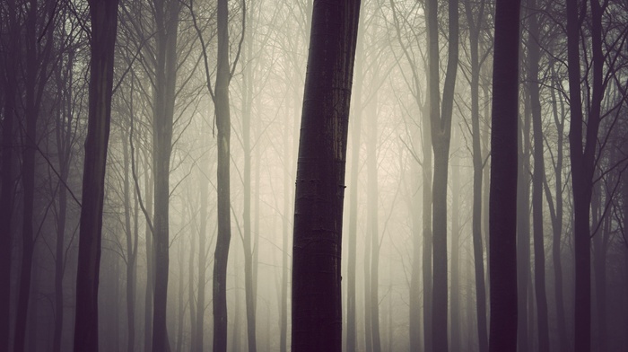 trees, nature, mist, photography, plants, forest
