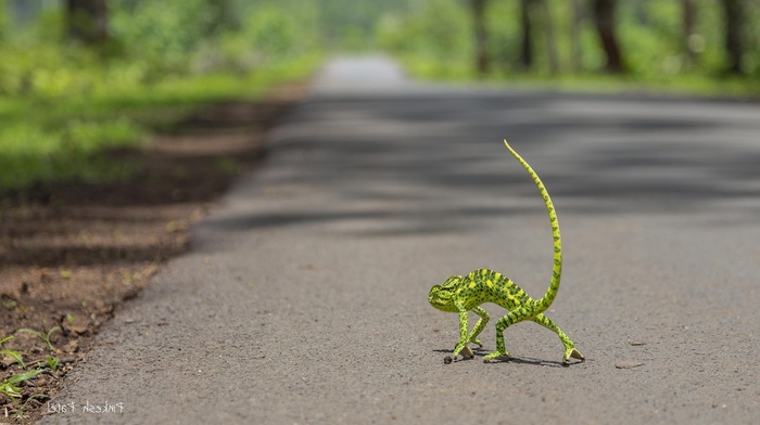chameleons, road