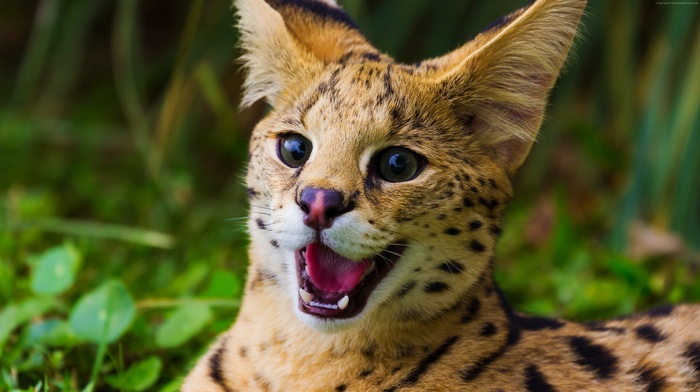 grass, serval