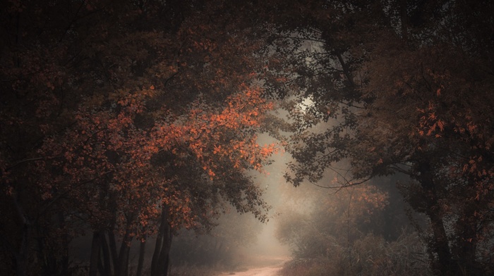 forest, mist, dark, landscape, trees, path, atmosphere, nature, morning, dirt road, fall