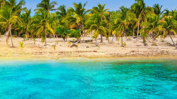 sand, palm trees, turquoise, landscape, nature, tropical, sea, summer, Mexico, beach, water