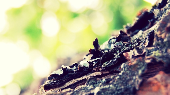trees, photography, nature, depth of field, bark