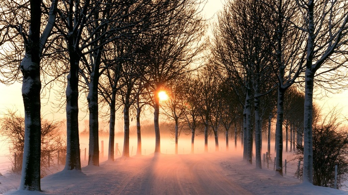 road, snow, winter, mist, plants, nature, trees, landscape, photography