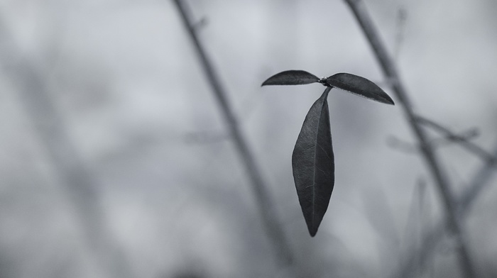 photography, nature, plants, monochrome, macro, leaves