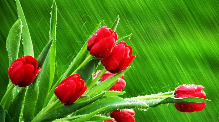 flowers, nature, plants, photography, rain, water drops