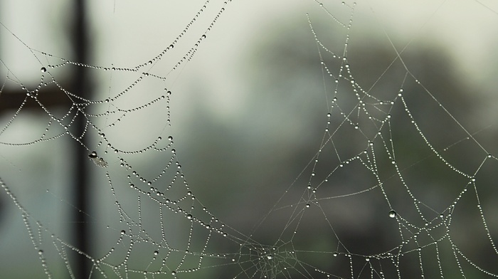 water drops, spiderwebs