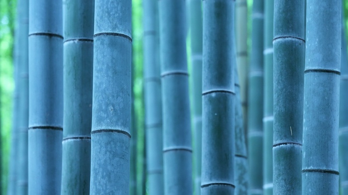 bamboo, nature, trees, photography, plants