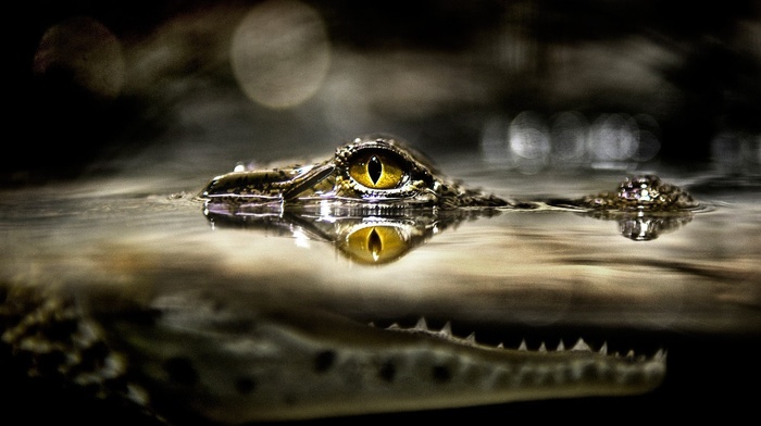 split view, National Geographic, alligators, eyes, water, yellow eyes, fangs