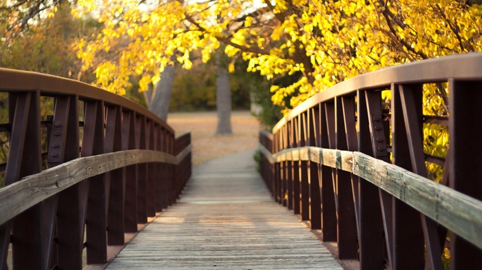 leaves, trees, bridge, wood, river