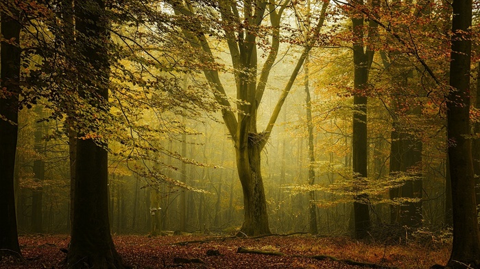 nature, calm, leaves, sunlight, Netherlands, trees, mist, fall, landscape, forest