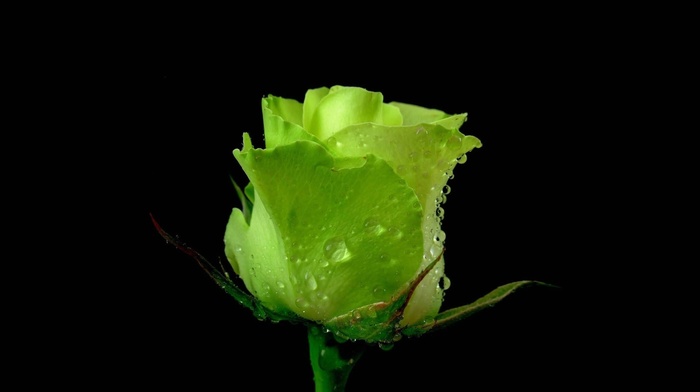 rose, water drops