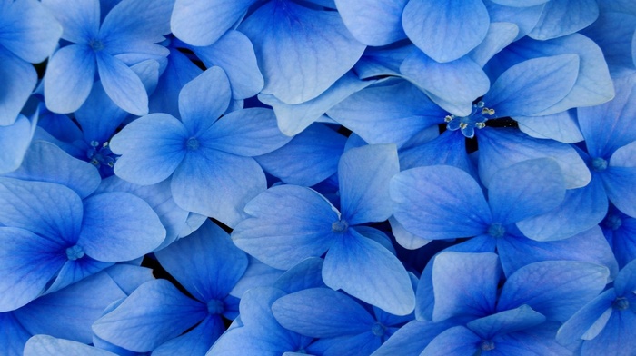 flowers, blue, nature, photography